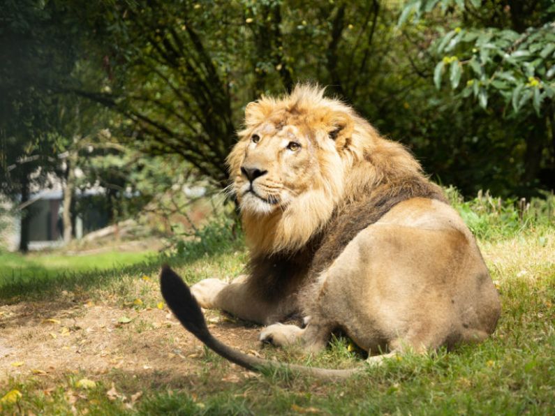 Endangered Asiatic lion now taking visitors at Fota Wildlife Park