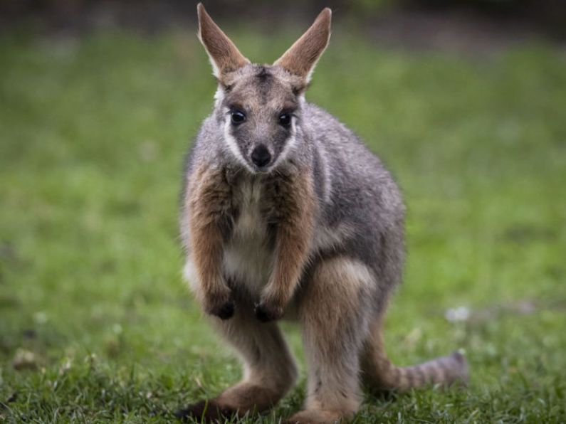 Missing wallaby found after three days on the run