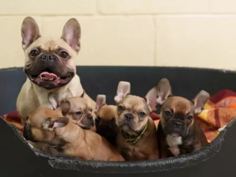 Nearly 20 puppies seized in 'poor living conditions'