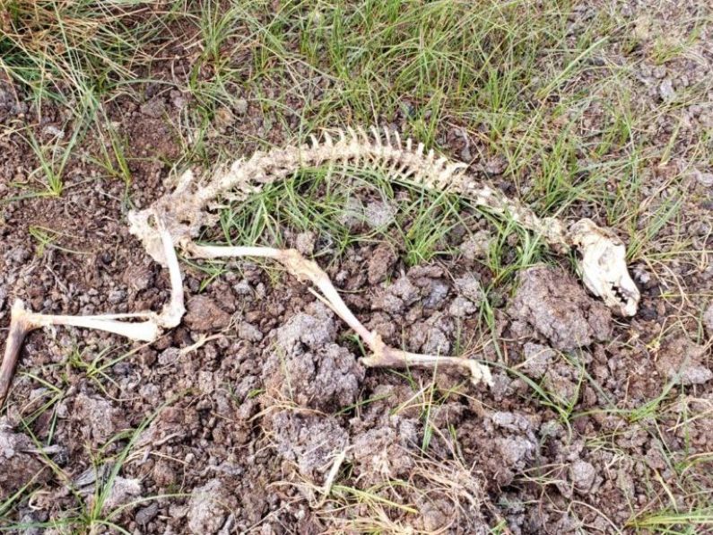 Remains of several greyhounds found 2km from Greyhound Stadium