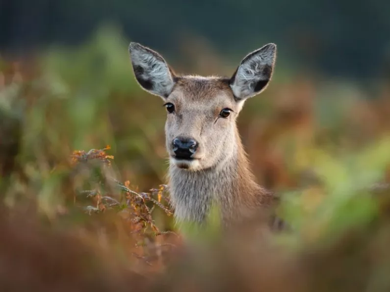 Locals 'horrified' after deer shot and dismembered on fairy walking route