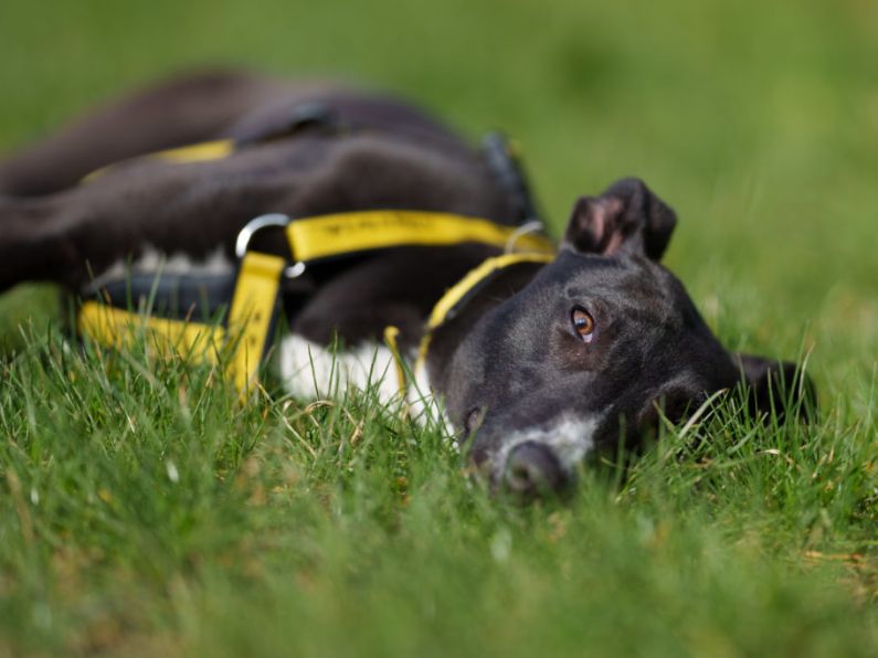Dogs Trust issues appeal for treats and tinned food