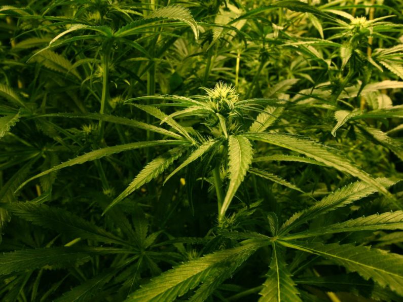 'Off the grid' pensioner (73) receives suspended sentence for growing cannabis plants