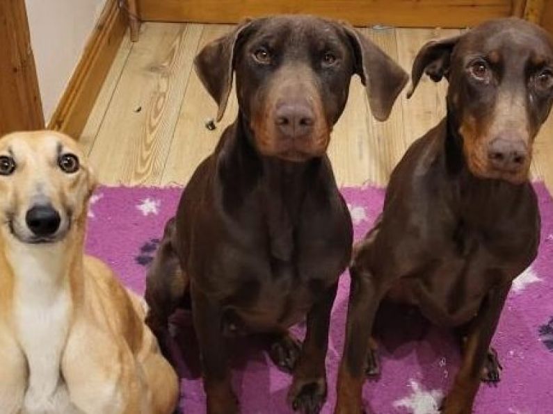 Tipperary dog rescue forced to close doors