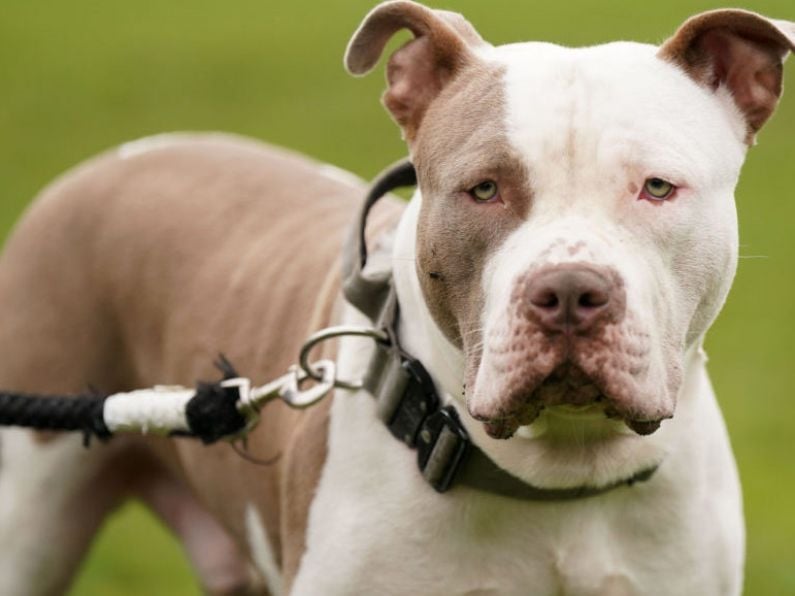 Kilkenny gardaí confirm two XL Bullys found unaccompanied