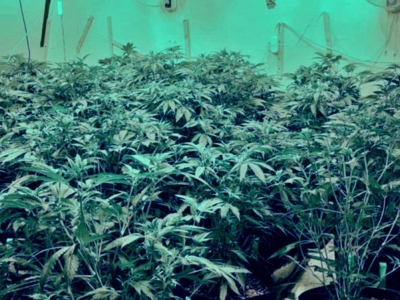 Gardaí seize €300,000 of cannabis after grow houses discovered