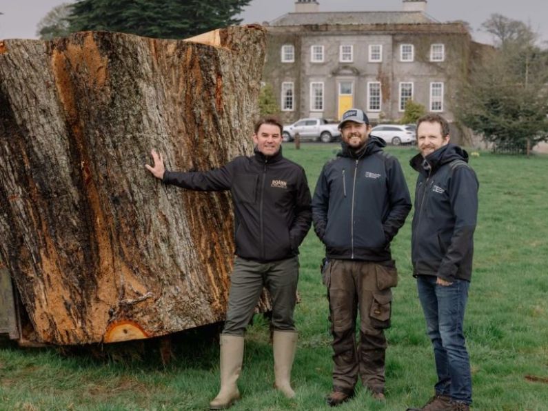 Ancient oak which fell in storm to live on as casks for revived whiskey brand