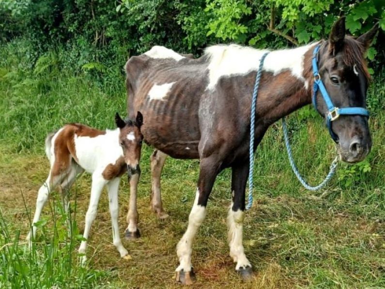 ISPCA issues nationwide fostering appeal for 24 rescued ponies, donkeys and horses