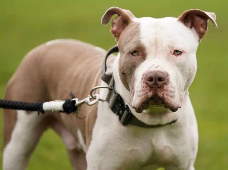 XL Bully Dogs to be banned under new regulations