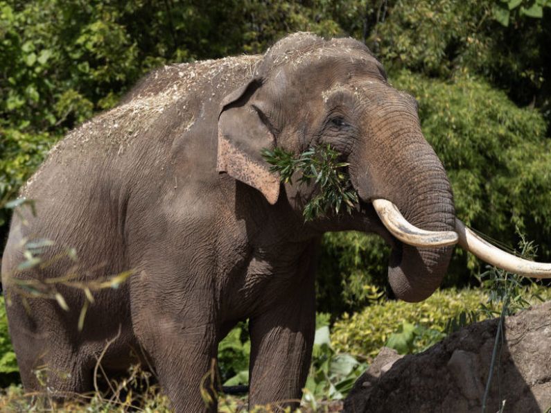 Dublin Zoo welcomes Aung Bo, its first bull elephant with tusks