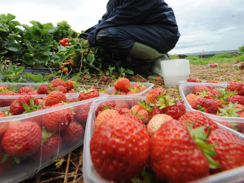 Woman who got ‘repetitive pain’ from planting strawberries awarded almost €40,000