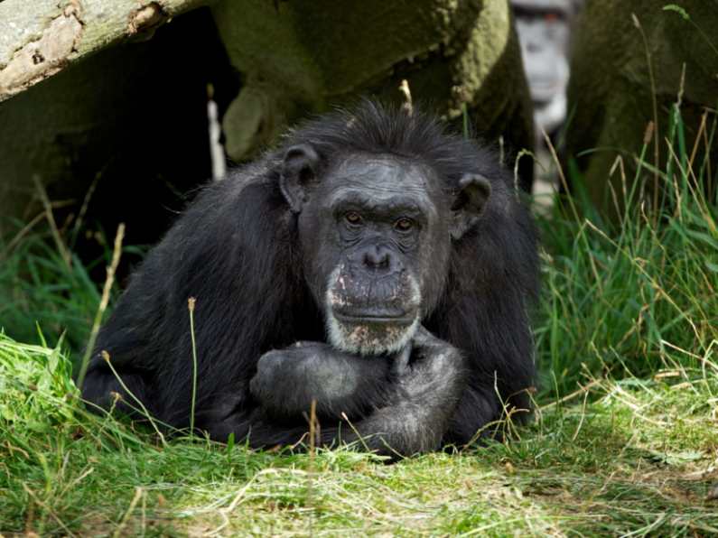 Dublin Zoo says goodbye to longest-standing resident, 62-year-old chimpanzee Betty