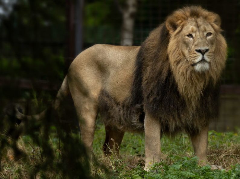 Dublin Zoo welcomes new Asian lion