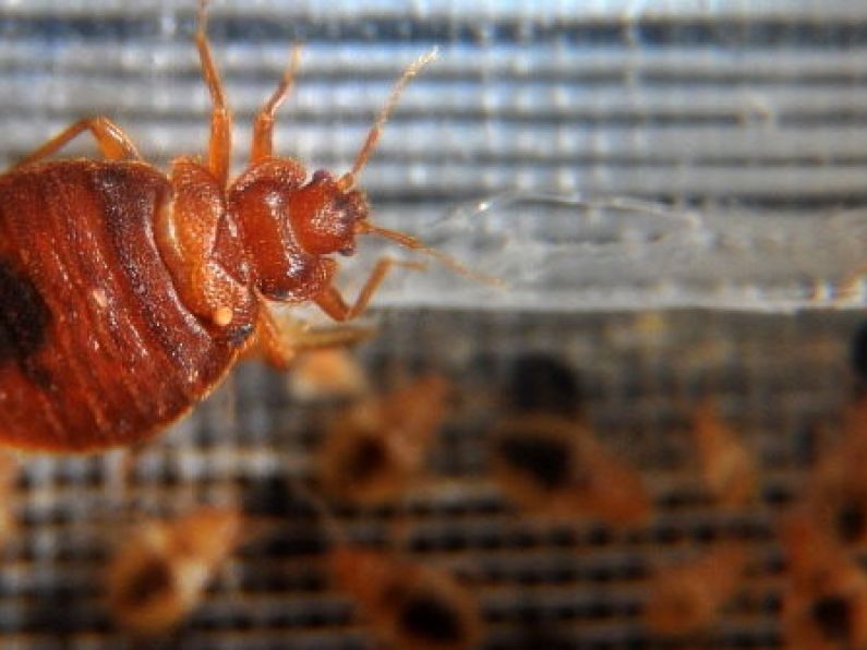 Irish rugby fans warned about threat of bed bugs as Paris grapples with infestation