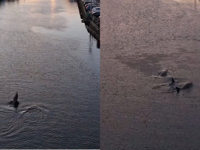 ‘Amazing sight’ as pod of dolphins swim down River Lee at sunset