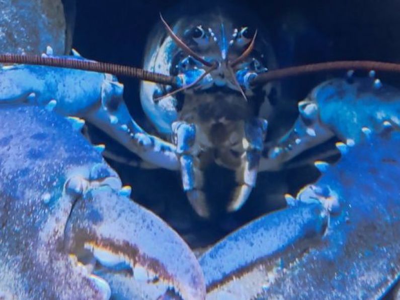 Staff at Irish aquarium baffled as rare albino lobster turns blue