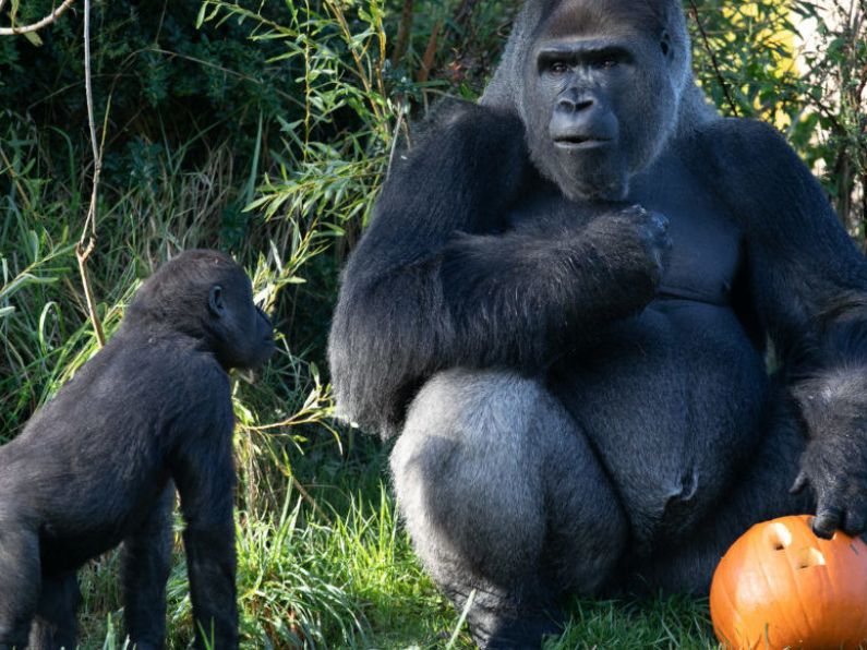Dublin Zoo announces free entry for children in costumes for bank holiday weekend
