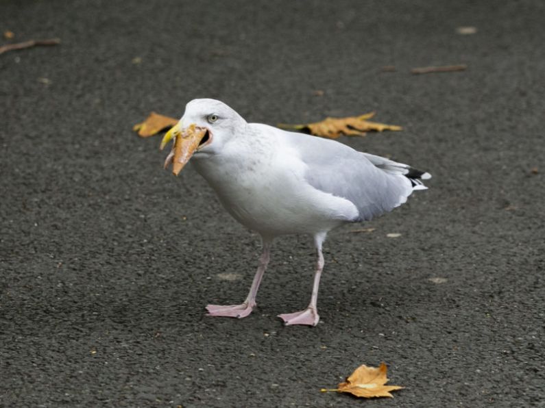 Call for seagulls to be fed contraceptives in bid to control numbers