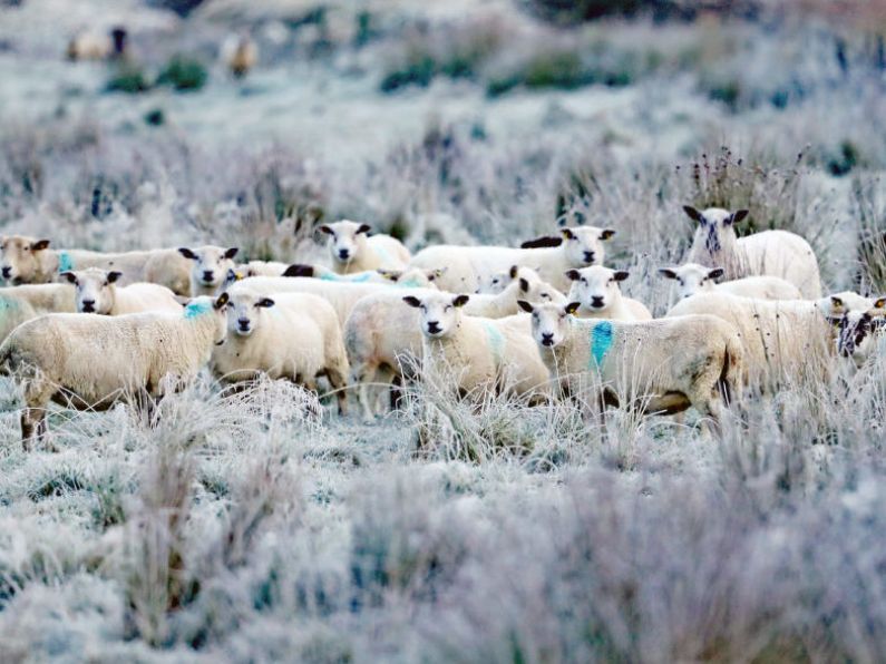 Frost and ice on the way as cold weather advisory issued