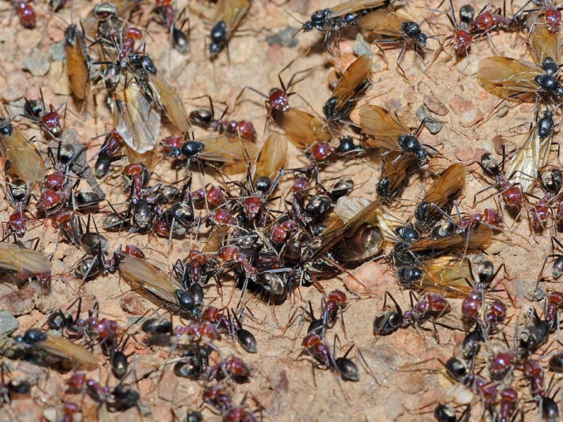 Swarms of flying ants descend on the South East as temperatures soar
