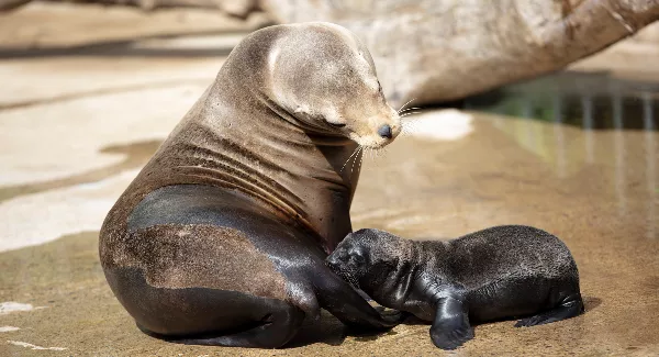 Dublin Zoo welcomes three Californian sea lion pups