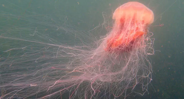 WATCH: Jellyfish hospitalizes swimmers off Galway coast