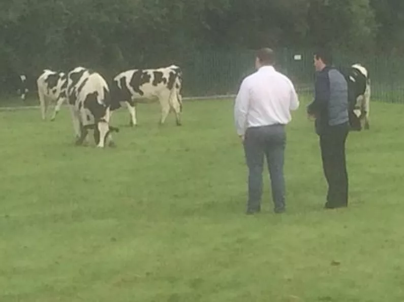 School in udder shock as it gets some interesting new students on its first day