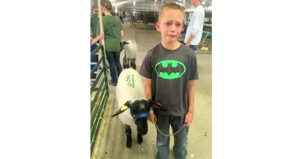 Tears as young boy says goodbye to slaughter-bound lamb he reared