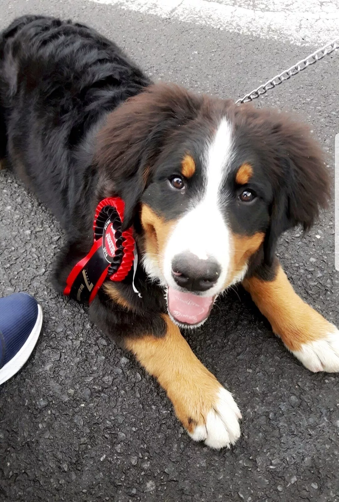 Meet Ireland’s Puppy of the Year 2018