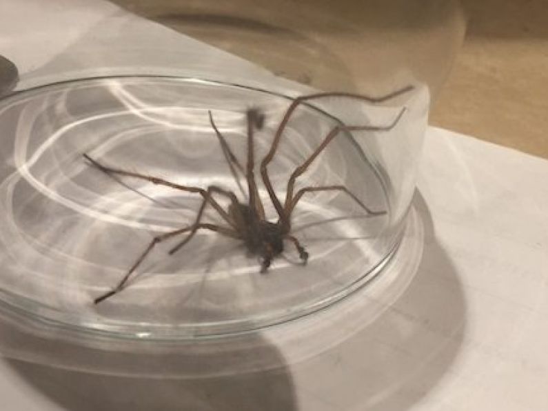 You won’t believe how big this spider found in Dublin is...