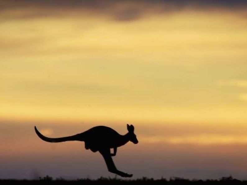 Australian farmers given greater powers to kill kangaroos amid worst drought in 50 years
