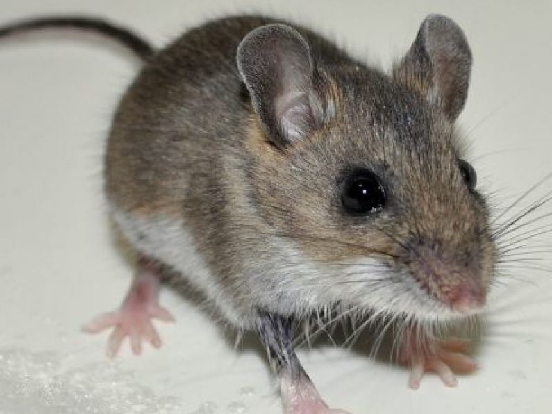 13 food premises closed in July amid rat and mouse infestations