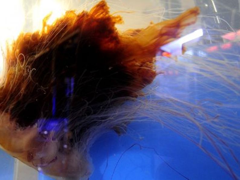 Data shows Lion's Mane Jellyfish outnumber cuckoos on Ireland's coast