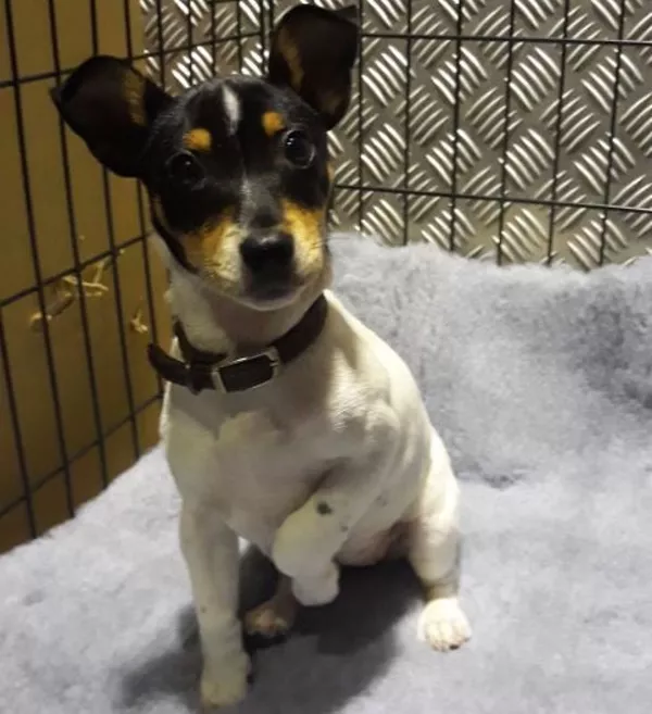 Revenue seize Jack Russell puppy at Dublin Port