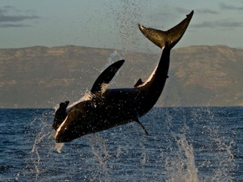 VIDEO: Irish research team find basking sharks can jump as high and as fast as great whites