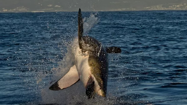 VIDEO: Irish research team find basking sharks can jump as high and as fast as great whites