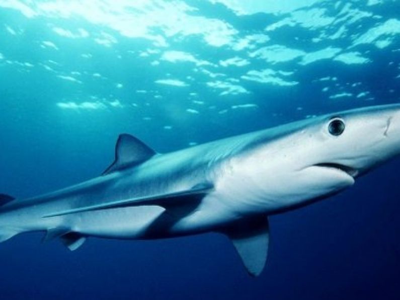 Man seriously injured after being bitten by shark off coast of Cork