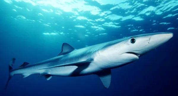 Man seriously injured after being bitten by shark off coast of Cork