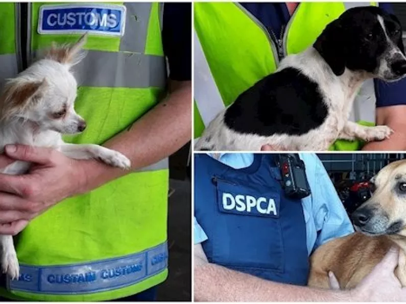 Three dogs seized at Dublin port following investigation