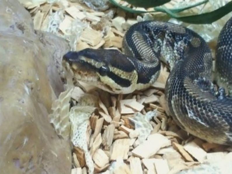 ISPCA looking for a special home for rescued python named Penelope