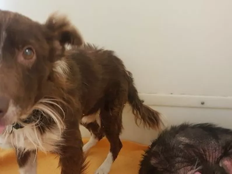 ISPCA rescue two dogs one year after owner had taken them into care