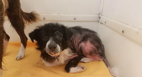 'Who will look after them when you can’t': ISPCA rescue two dogs a year after owner taken into care