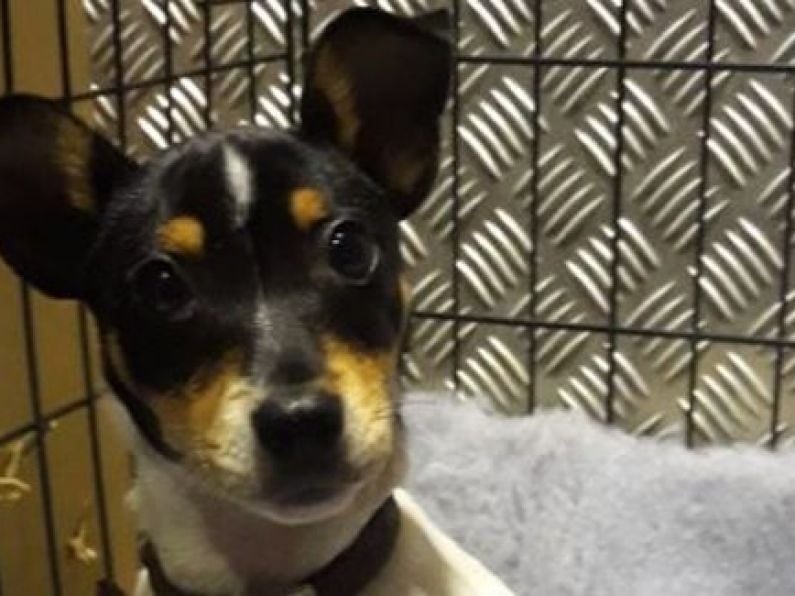 Revenue seize Jack Russell puppy at Dublin Port