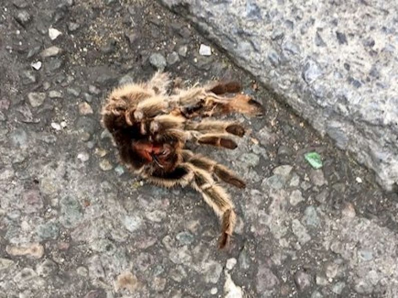 Someone spotted a 'Tarantula' on a Tralee street over the weekend