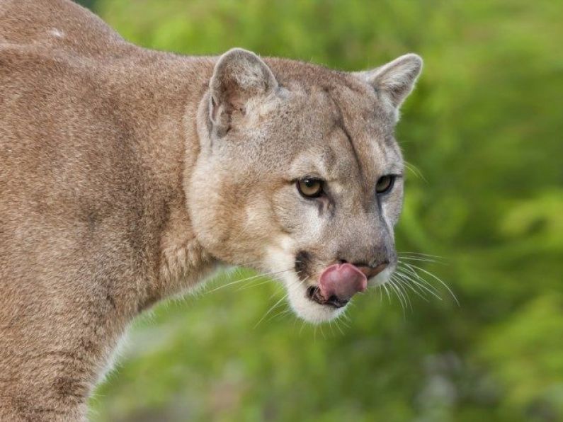 Gardai say no official reports of 'puma' sightings in Cork despite growing rumours