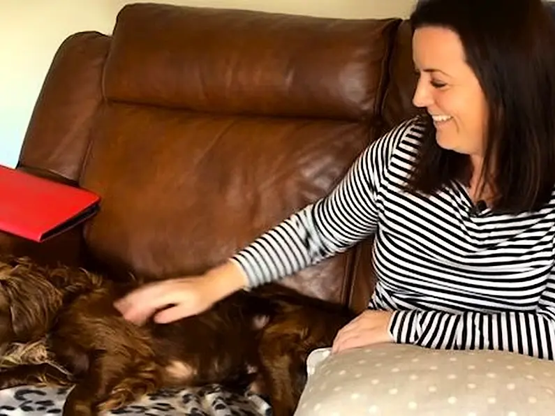 WATCH: Buddy the dog is reunited with Kerry owners after six months