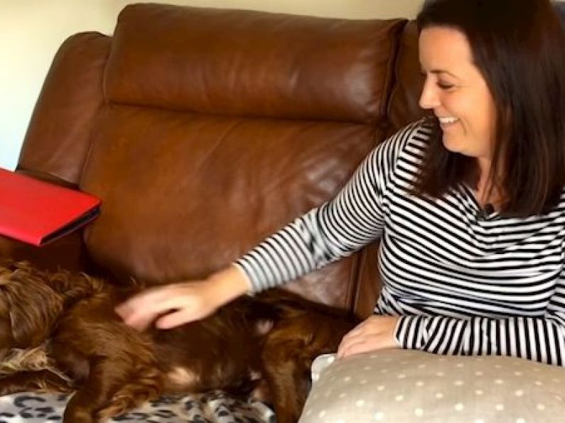 WATCH: Buddy the dog is reunited with Kerry owners after six months
