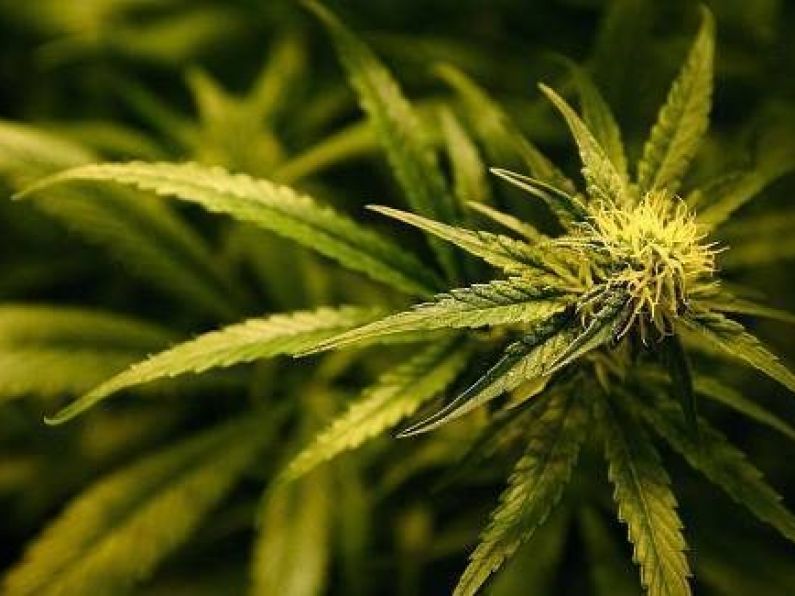 Man arrested after herbal cannabis worth €70,000 seized from house