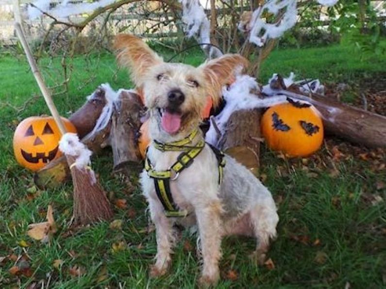 How to keep your children and pets safe this Halloween