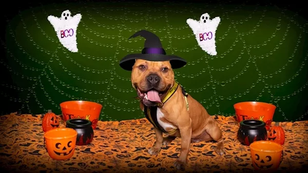 How to keep your children and pets safe this Halloween